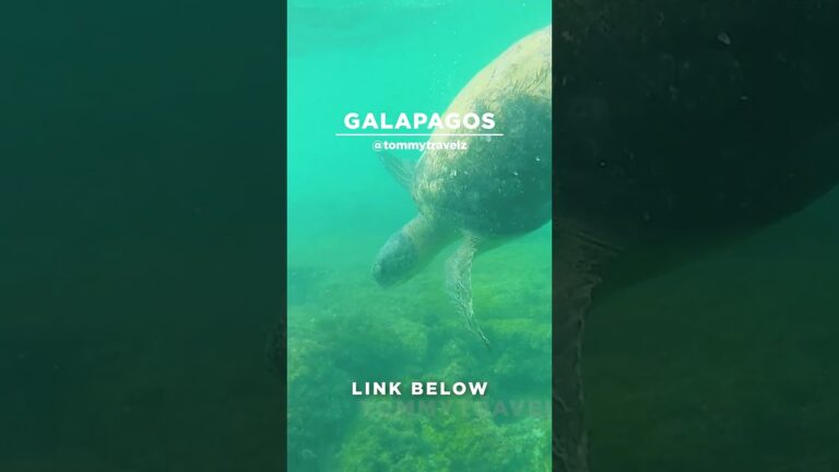 #TommyTravelz #travelnow #traveltips #galapagos #sancristobal #santacruz #islabaltra #isabelaisland