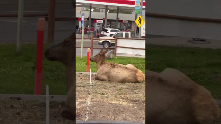 Elk’s Wild Adventure in the City!